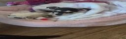 Chihuahua dogs for sale: Chihuahua 1 - Ad 2