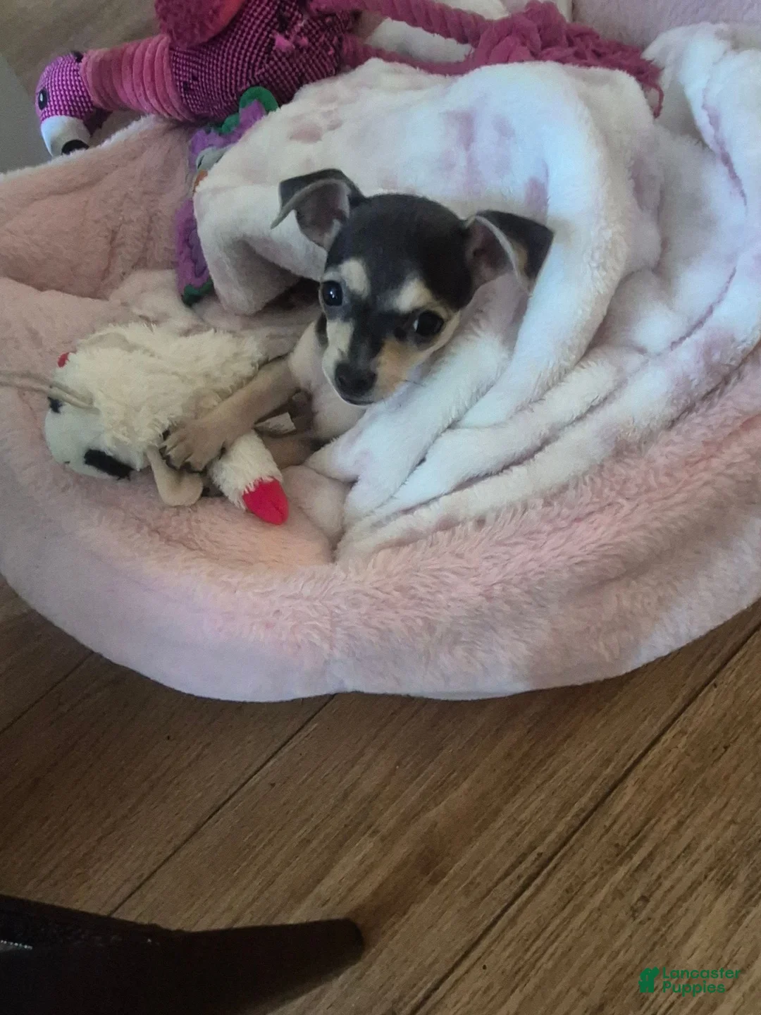 Chihuahua dogs for sale: Chihuahua 1 - Ad 2