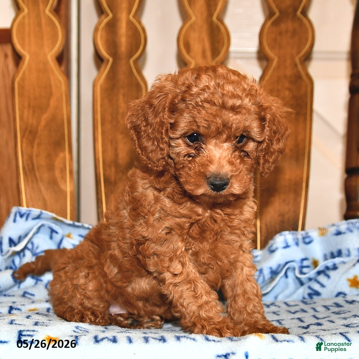 Cavapoo dogs Reba - Ad 1