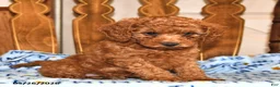 Cavapoo dogs for sale: Reba - Ad 1
