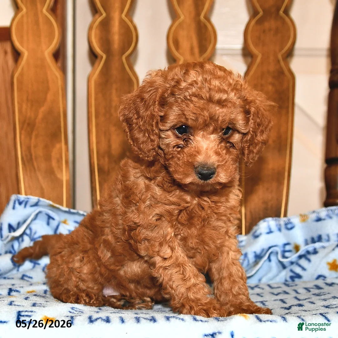 Cavapoo dogs for sale: Reba - Ad 1