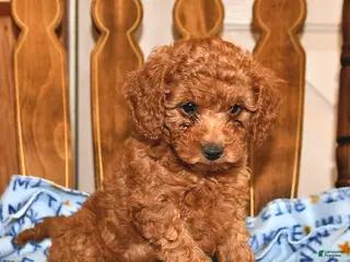 Cavapoo dogs for sale: Reba - Ad 1