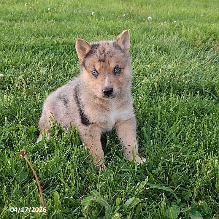 Gerberian Shepsky dogs Dexter - Ad 1