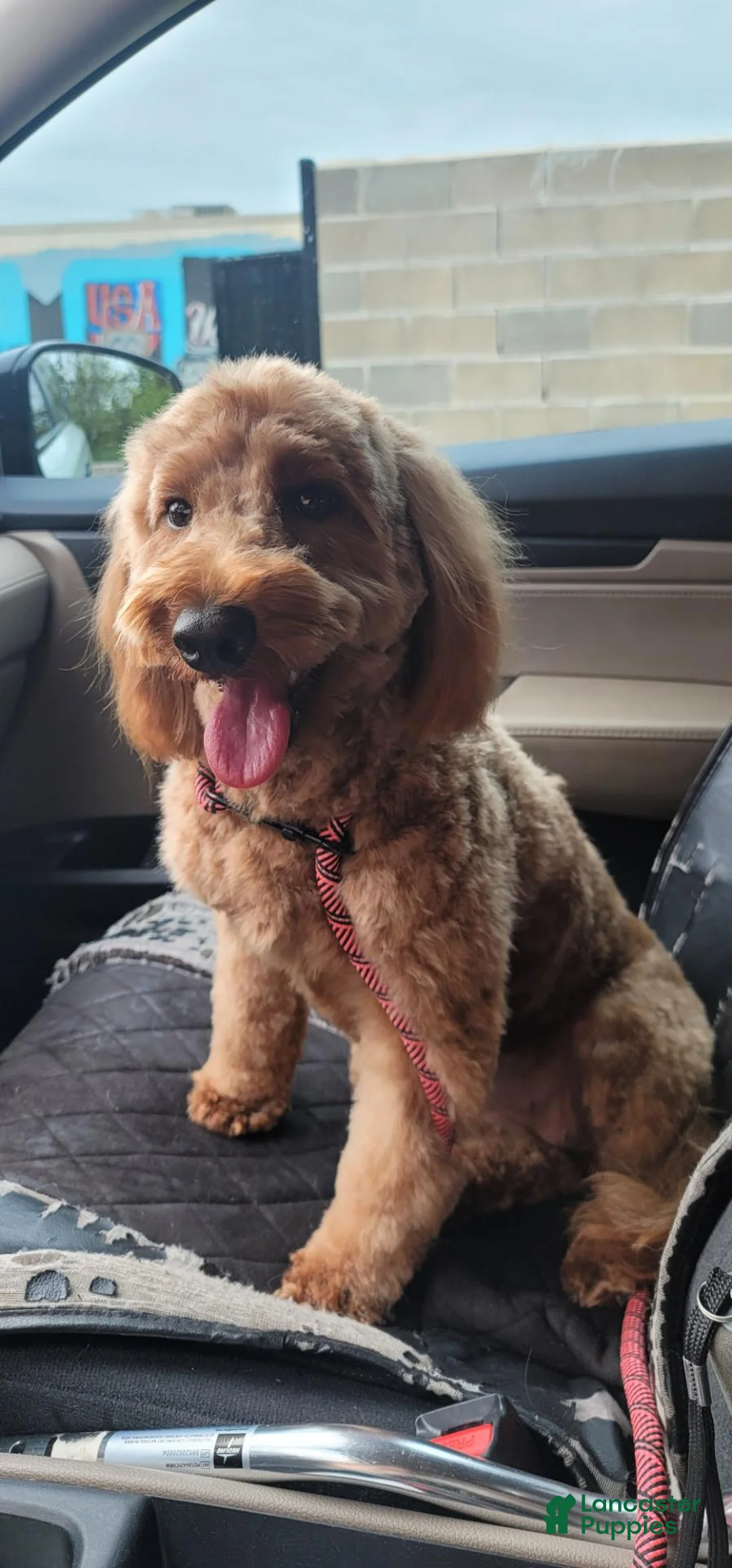 Goldendoodle dogs for sale: Aleks - Ad 4