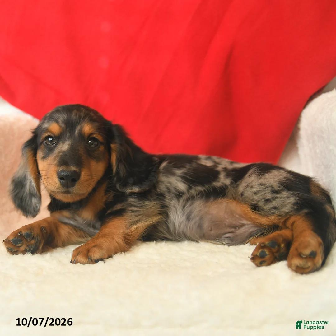 Dachshund dogs for sale: Marvin - Ad 5