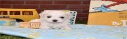 Maltese dogs for sale: Maltese 1 - Ad 2
