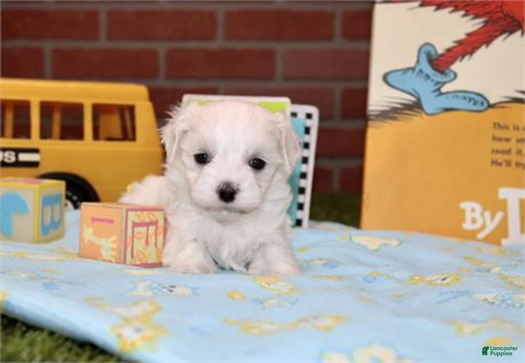 Maltese dogs for sale: Maltese 1 - Ad 2