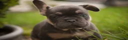 French Bulldog dogs for sale: Casey French Bulldog  - Ad 4