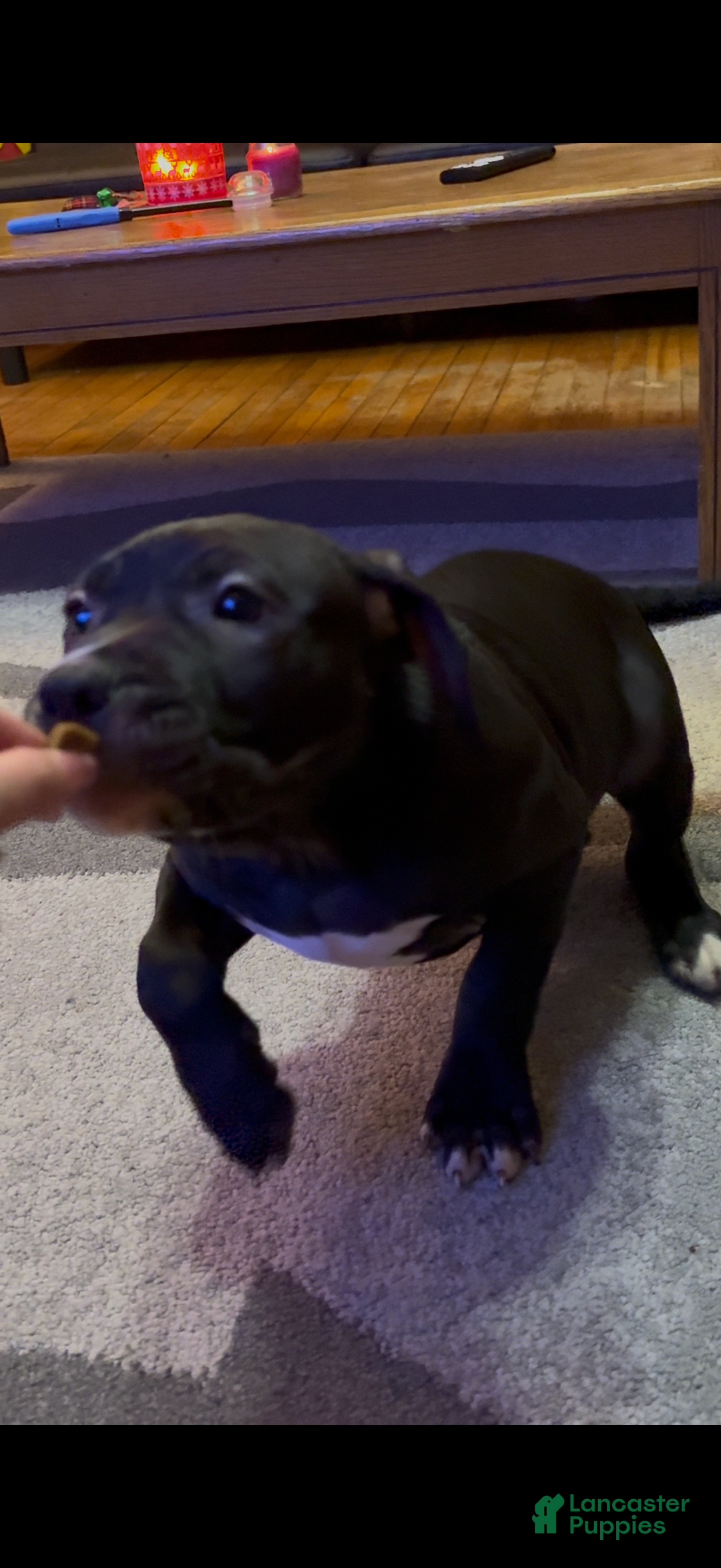 American Bully dogs for sale: Luna - Ad 5
