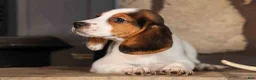 Beagle dogs for sale: Dottie🎀 - Ad 2