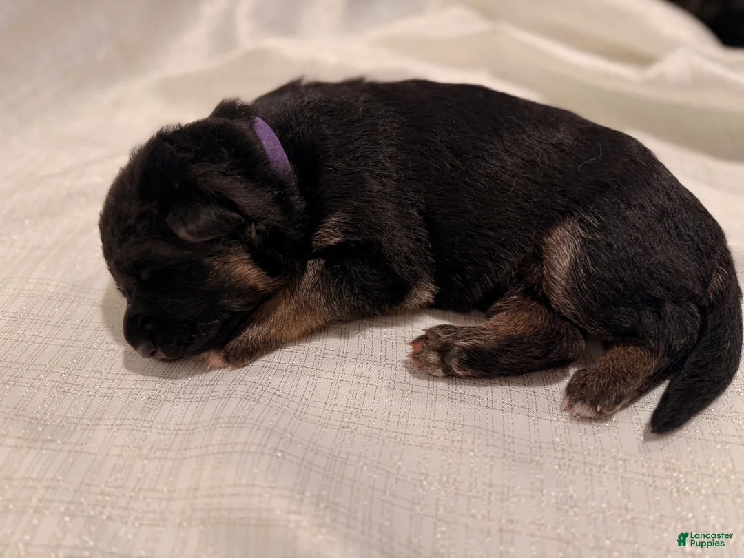 German Shepherd dogs for sale: German Shepherd Puppy 5 - Ad 2