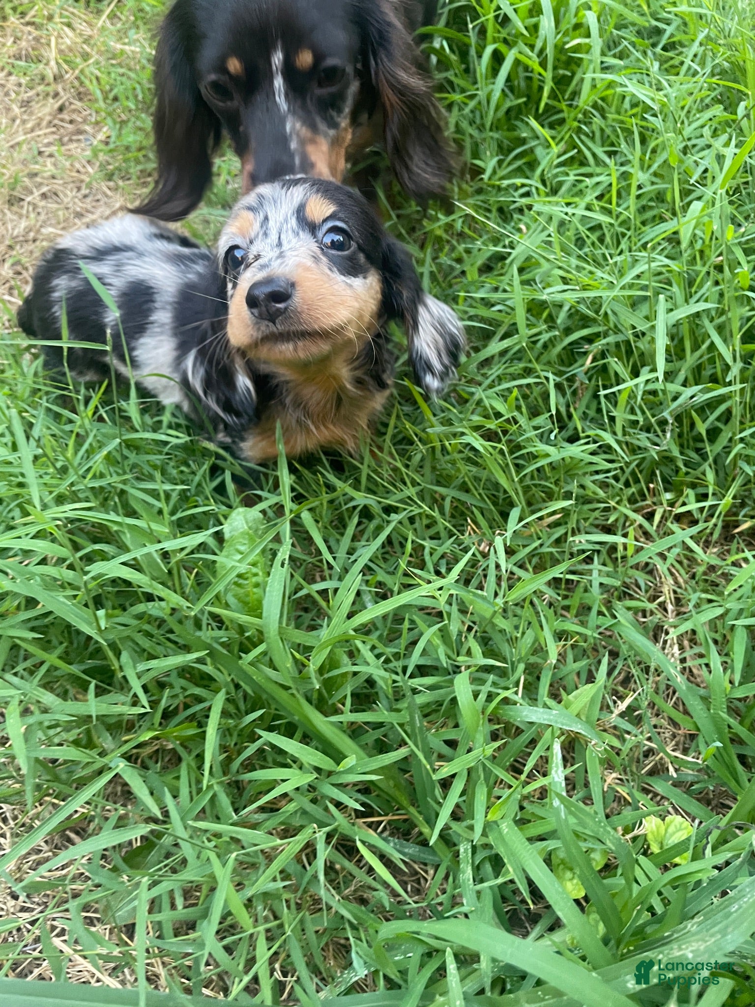 Miniature Dachshund dogs for sale: Peaches  - Ad 1