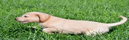 Labradoodle dogs for sale: Mindy - Ad 8