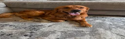 Golden Retriever dogs for sale: Golden Retriever 1 - Ad 12