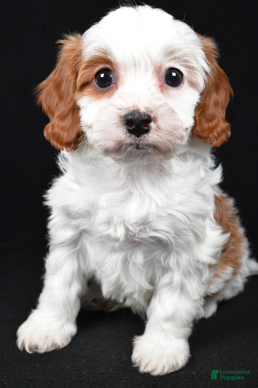 Cavapoo dogs for sale: Katie - Ad 3