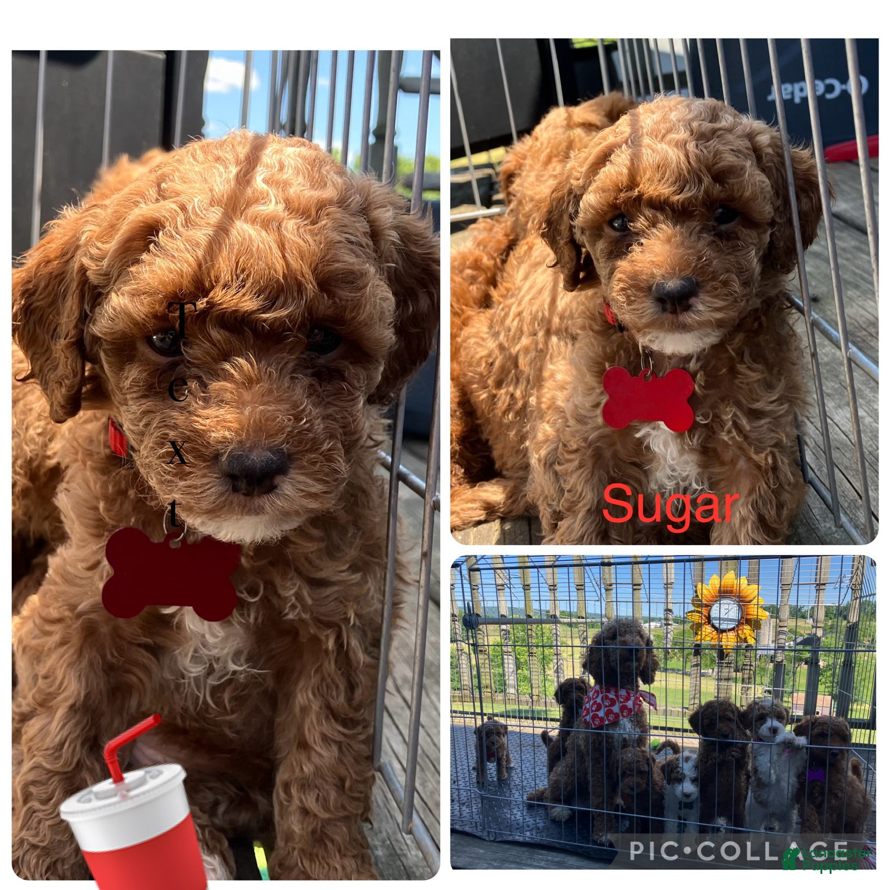 Miniature Poodle dogs Sugar - Ad 1