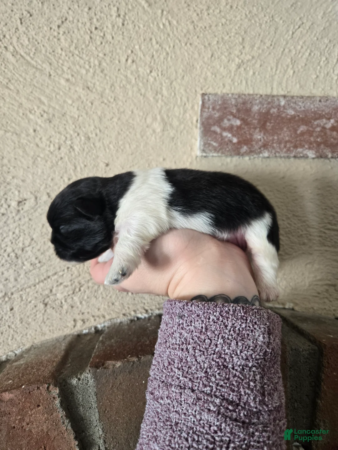 Pekingese dogs for sale: Picasso - Ad 2