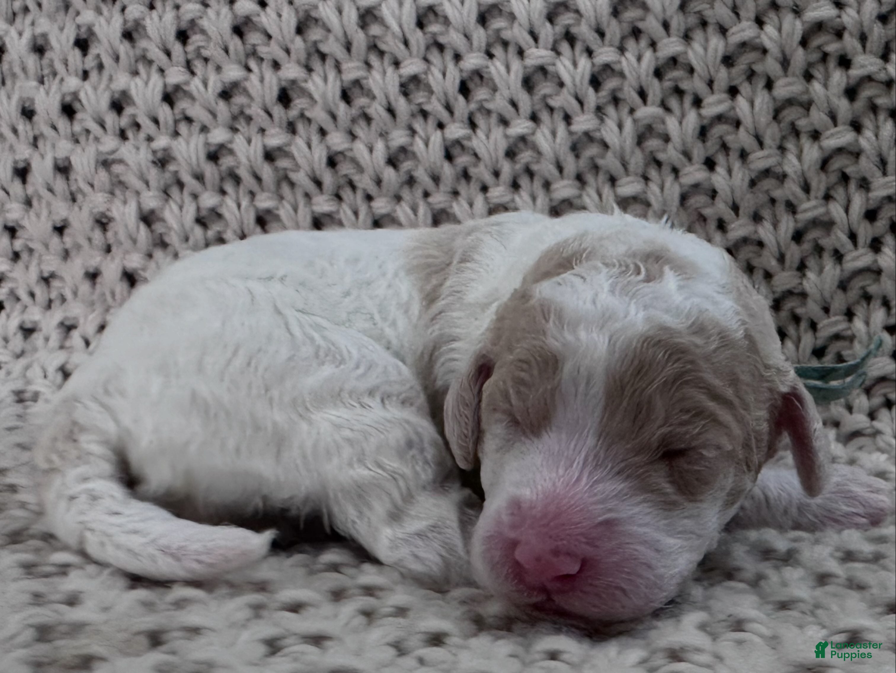 Goldendoodle dogs Jade 🩵 - Ad 18