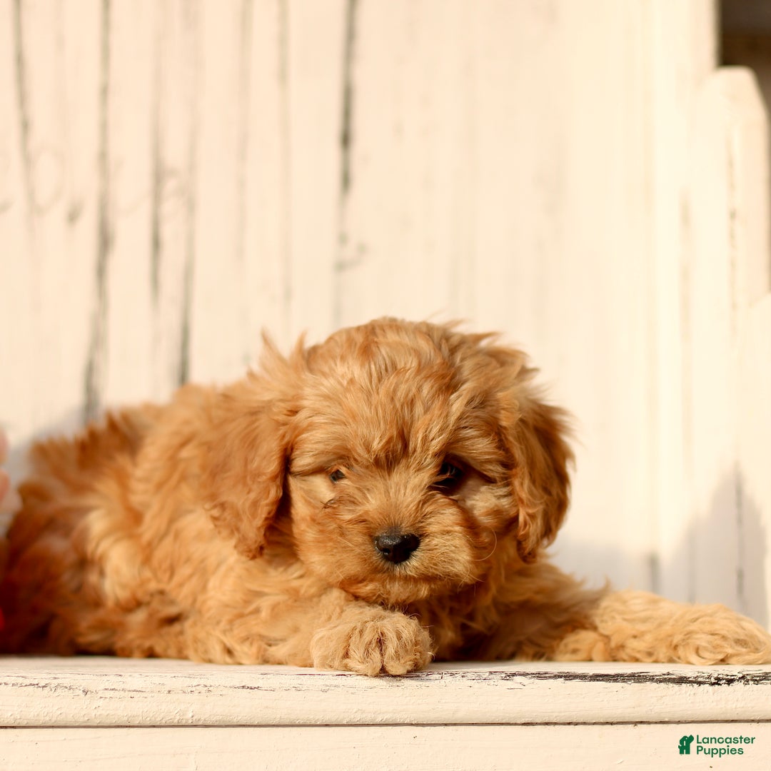 Cavapoo dogs for sale: Daffodil  - Ad 2