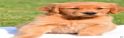 Golden Retriever dogs for sale: Charlie - Ad 4