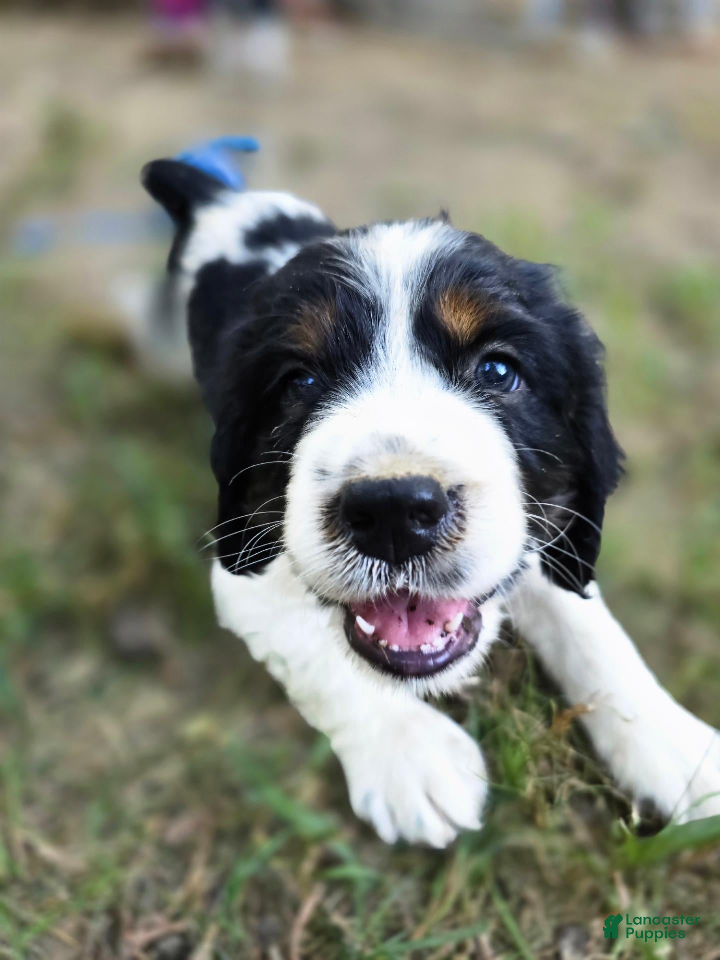 English Springer Spaniel dogs Marshal  - Ad 24
