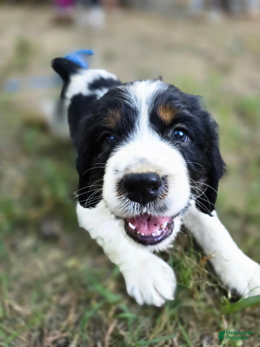 English Springer Spaniel dogs for sale: Marshal  - Ad 1