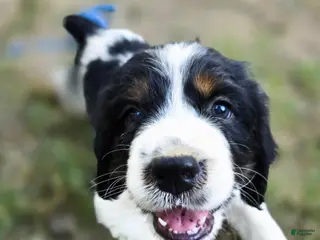 English Springer Spaniel dogs Marshal - Ad 24