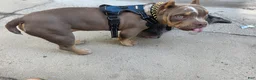American Bully dogs for sale: American Bully - Ad 4