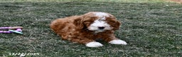 Mini Goldendoodle dogs for sale: Cappucino - Ad 3
