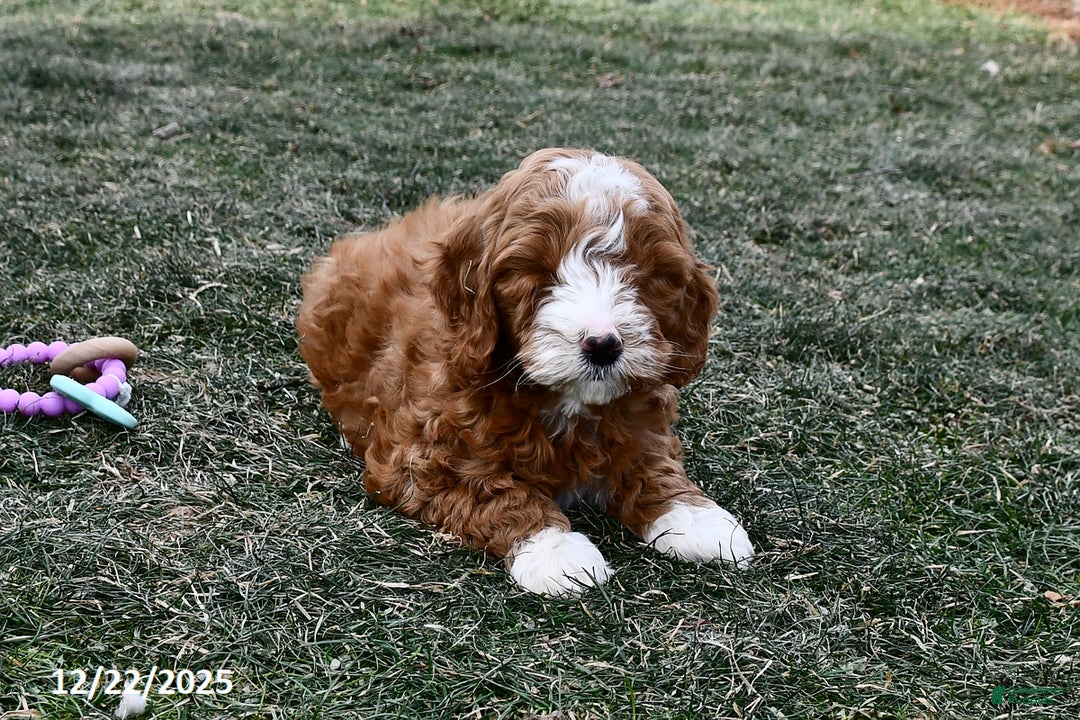 Mini Goldendoodle dogs for sale: Cappucino - Ad 3