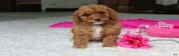 Cavapoochon dogs for sale: Madison - Ad 3