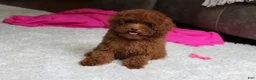 Toy Poodle dogs for sale: Mia - Ad 13