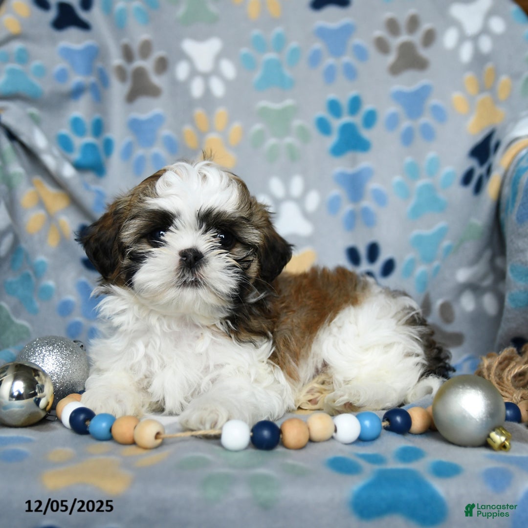 Shih Tzu dogs for sale: Joseph - Ad 4