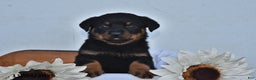 Rottweiler dogs for sale: Ember - Ad 3