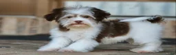 Havanese dogs for sale: Hope - Ad 1