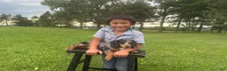 Miniature Dachshund dogs for sale: Pearl - Ad 27