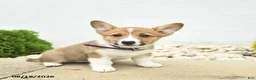 Welsh Corgi Pembroke dogs for sale: Buttercup  - Ad 5