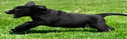 Labrador Retriever dogs for sale: Parker - Ad 2