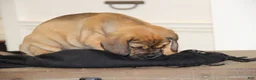 Puggle dogs for sale: Axel - Ad 9