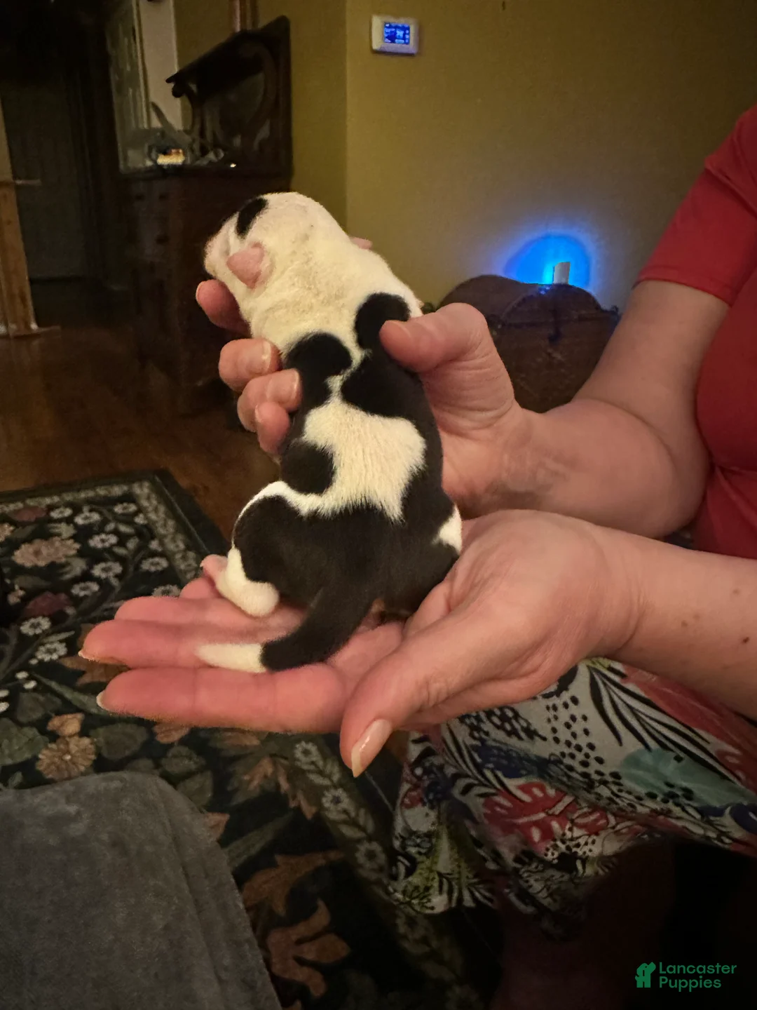 Mixed Breed dogs for sale: English Bulldog Puppy 9 - Ad 5