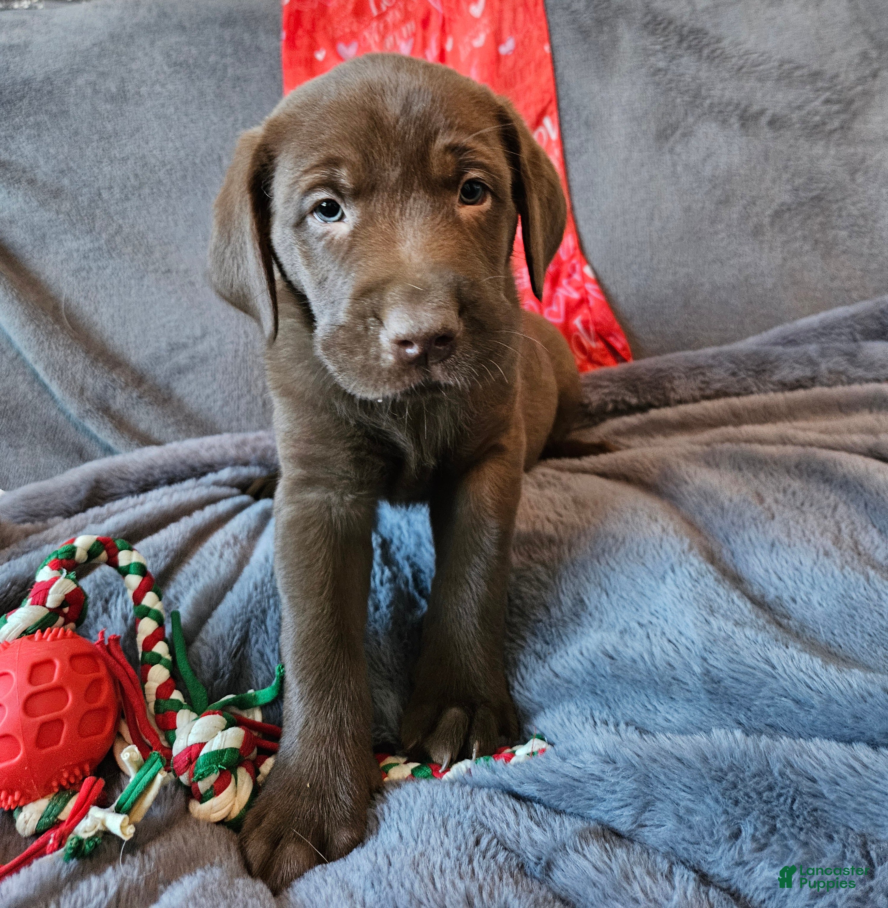 Labrador Retriever dogs Labrador Retriever Puppy 6 - Ad 5
