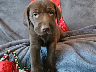 Labrador Retriever dogs Labrador Retriever Puppy 6 - Ad 5