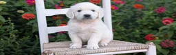 Golden Retriever dogs for sale: Brody - Ad 4