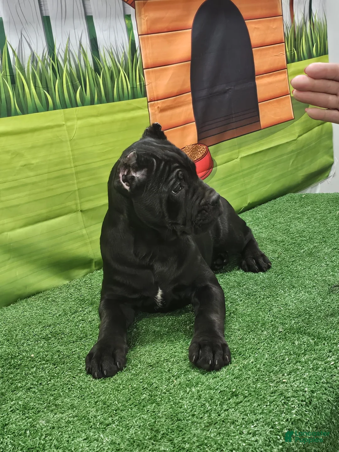 Cane Corso dogs for sale: GIZZEL - Ad 11