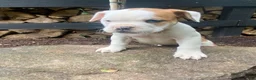 Mixed Breed dogs for sale: Minnie - Ad 7