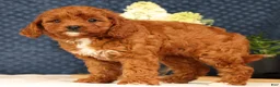 Cavapoo dogs for sale: Gretta - Ad 3