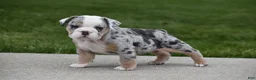 Beabull dogs for sale: Zelda - Ad 6