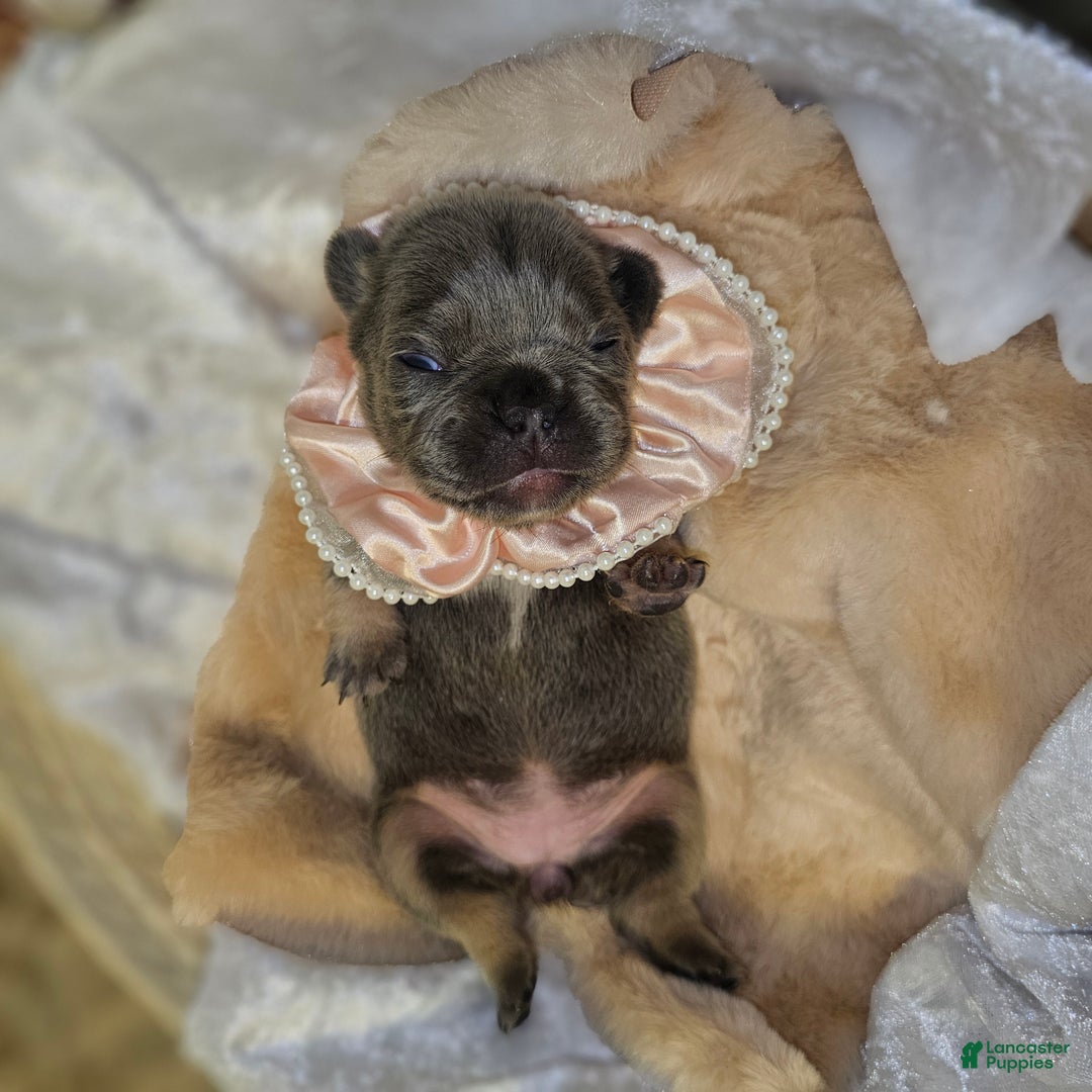 French Bulldog dogs for sale: Velour AKC Fluffy Carrier  - Ad 10