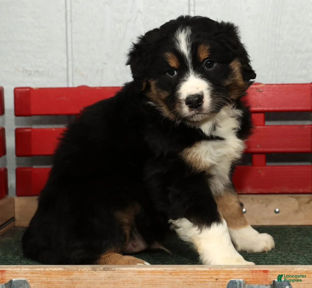 Australian Shepherd dogs for sale: Freddy - Ad 5
