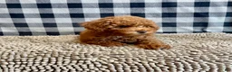Miniature Poodle dogs for sale: Nancy - Ad 4